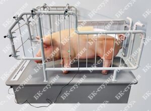 Купить Тренажер по ветеринарии «Свинья» - GN-4637611 из реестра по лучшей цене