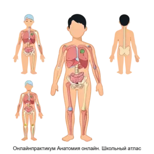 Купить Онлайнпрактикум Анатомия онлайн. Школьный атлас - ARPP-12616 из реестра по лучшей цене