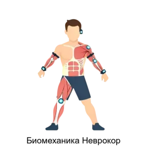 Купить Биомеханика Неврокор - ARPP-15670 из реестра по лучшей цене