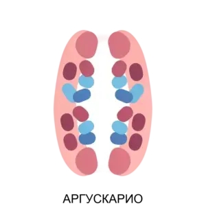 Купить АРГУСКАРИО - ARPP-21350 из реестра по лучшей цене