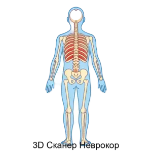 Купить 3D Сканер Неврокор - ARPP-17745 из реестра по лучшей цене