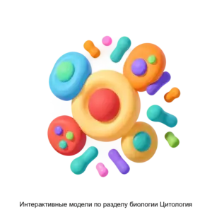Купить Интерактивные модели по разделу биологии Цитология - MKS-MODU-21059 из реестра по лучшей цене