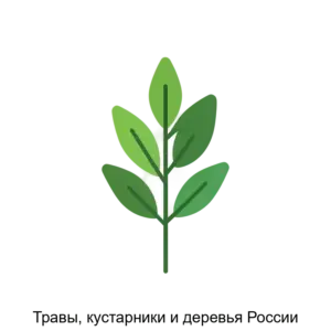 Купить Травы, кустарники и деревья России - MKS-NAUC-23157 из реестра по лучшей цене