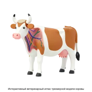 Купить Интерактивный ветеринарный атлас трехмерной модели коровы - ARPP-31032 из реестра по лучшей цене