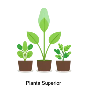 Купить Planta Superior - ARPP-31342 из реестра по лучшей цене