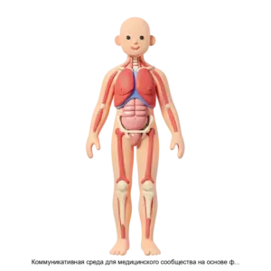 Купить Коммуникативная среда для медицинского сообщества на основе фундаментальной дисциплины Анатомия человека для всех видов уровней и форм медицинского образования - ARPP-29176 из реестра по лучшей цене