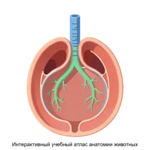 Купить Интерактивный учебный атлас анатомии животных - ARPP-29475 из реестра по лучшей цене